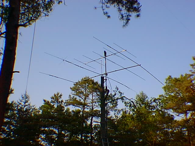 Image of a tree mounted yagi beam by N2CHK